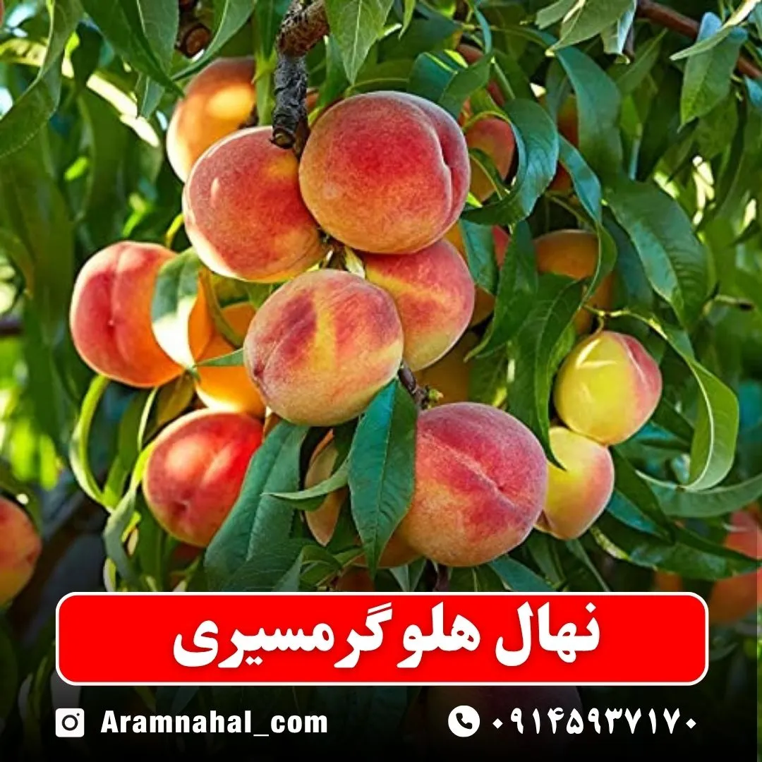 نهال هلو گرمسیری