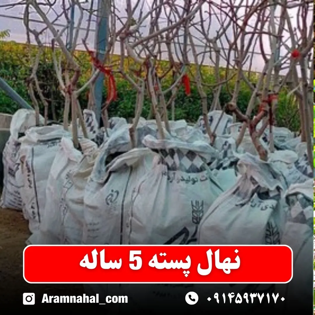 نهال پسته 5 ساله