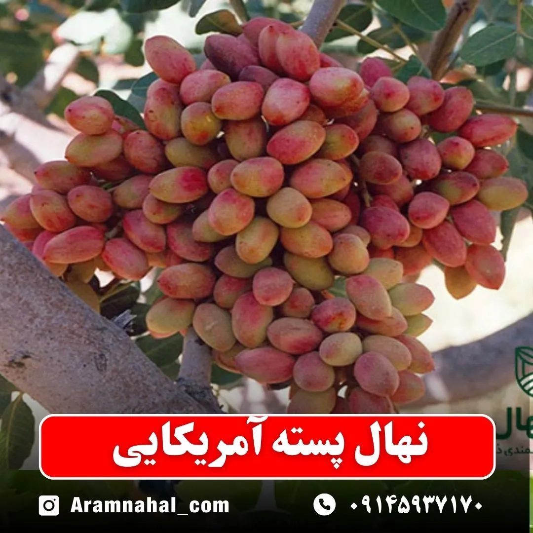 نهال پسته آمریکایی