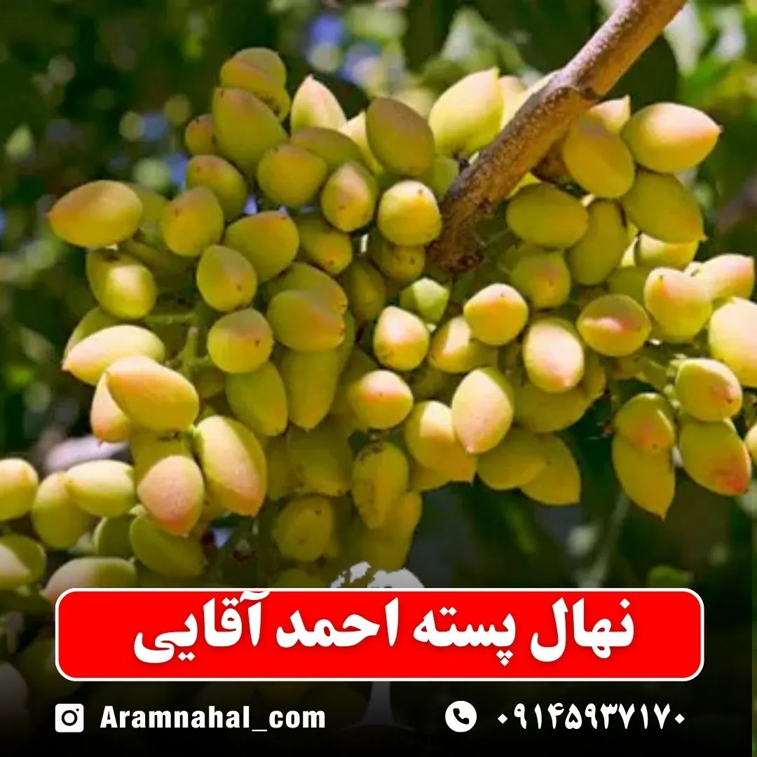نهال پسته احمد آقایی