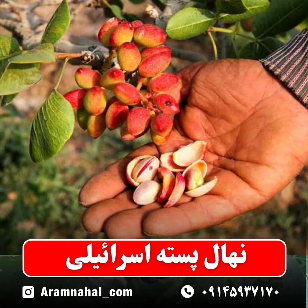نهال پسته اسرائیلی