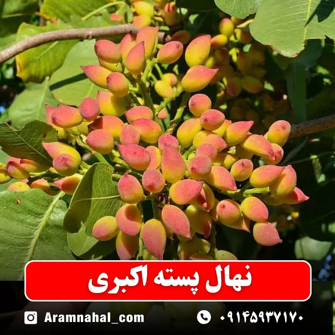 نهال پسته اکبری