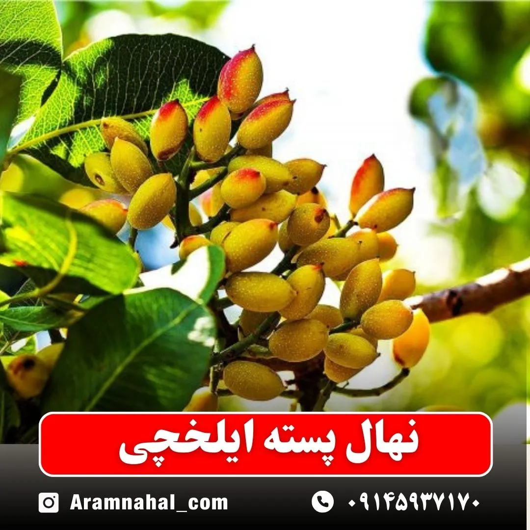 نهال پسته ایلخچی