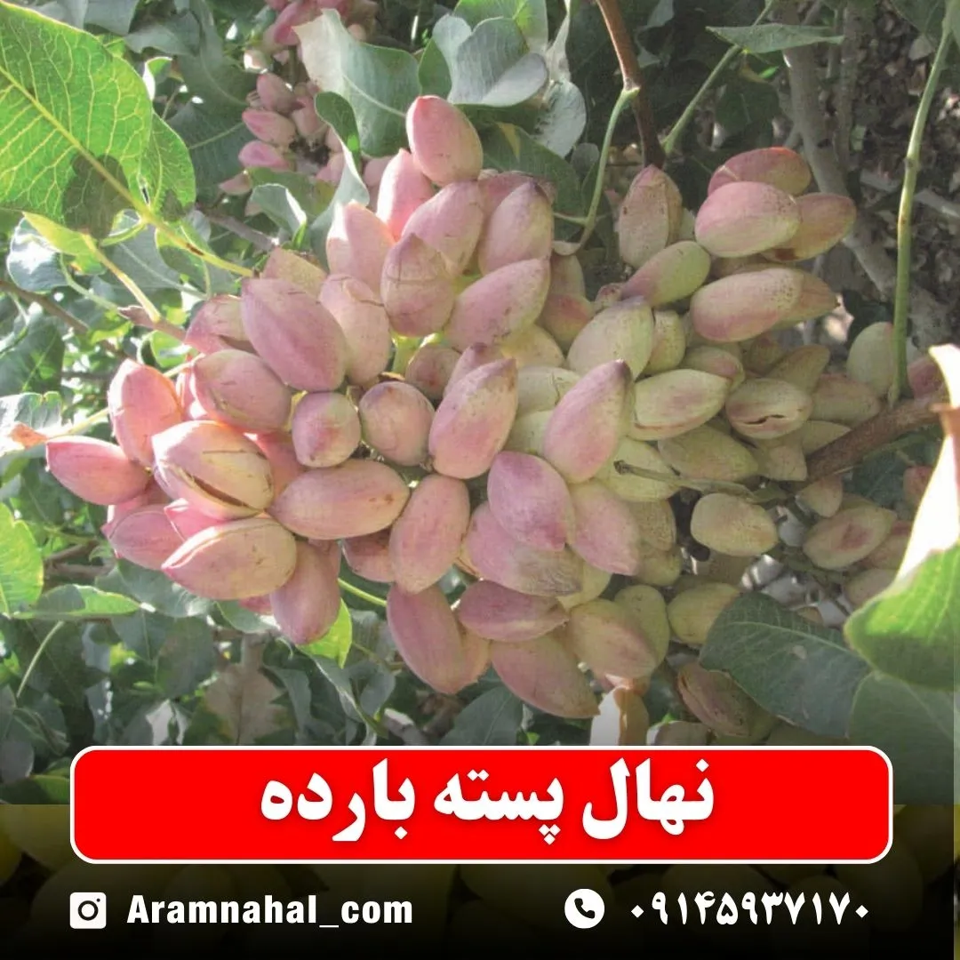نهال پسته بارده