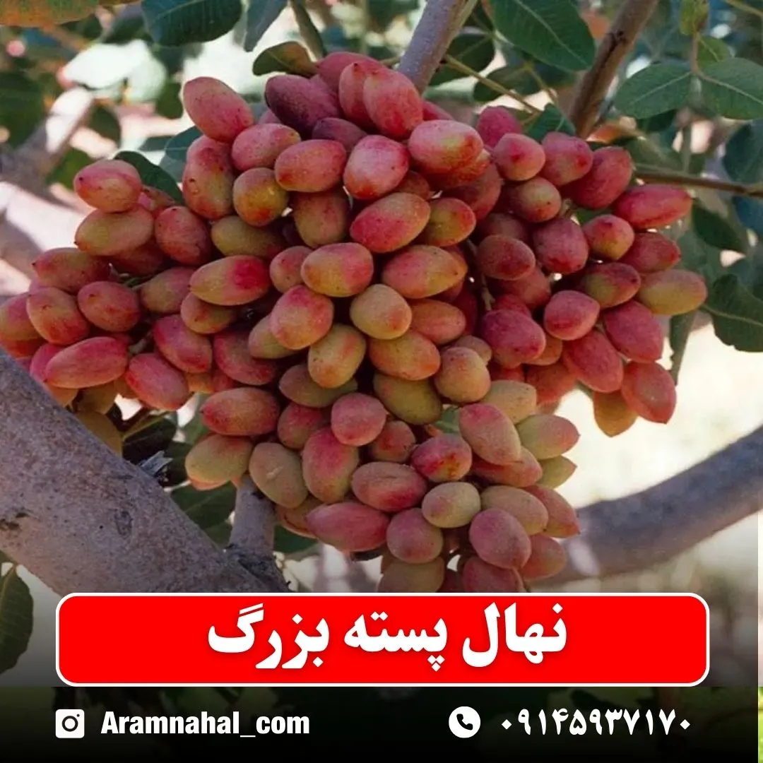نهال پسته بزرگ