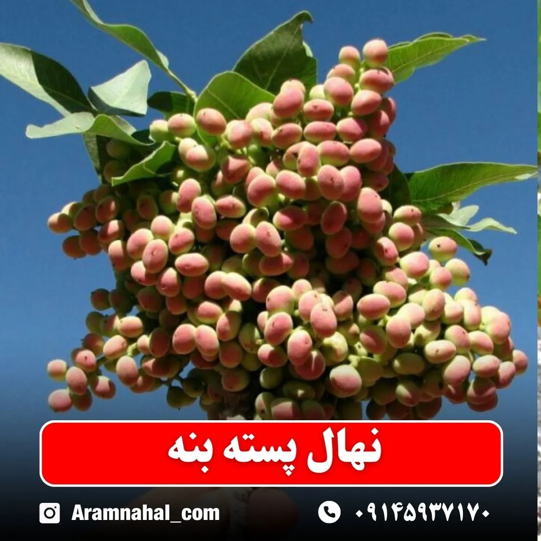 نهال پسته بنه