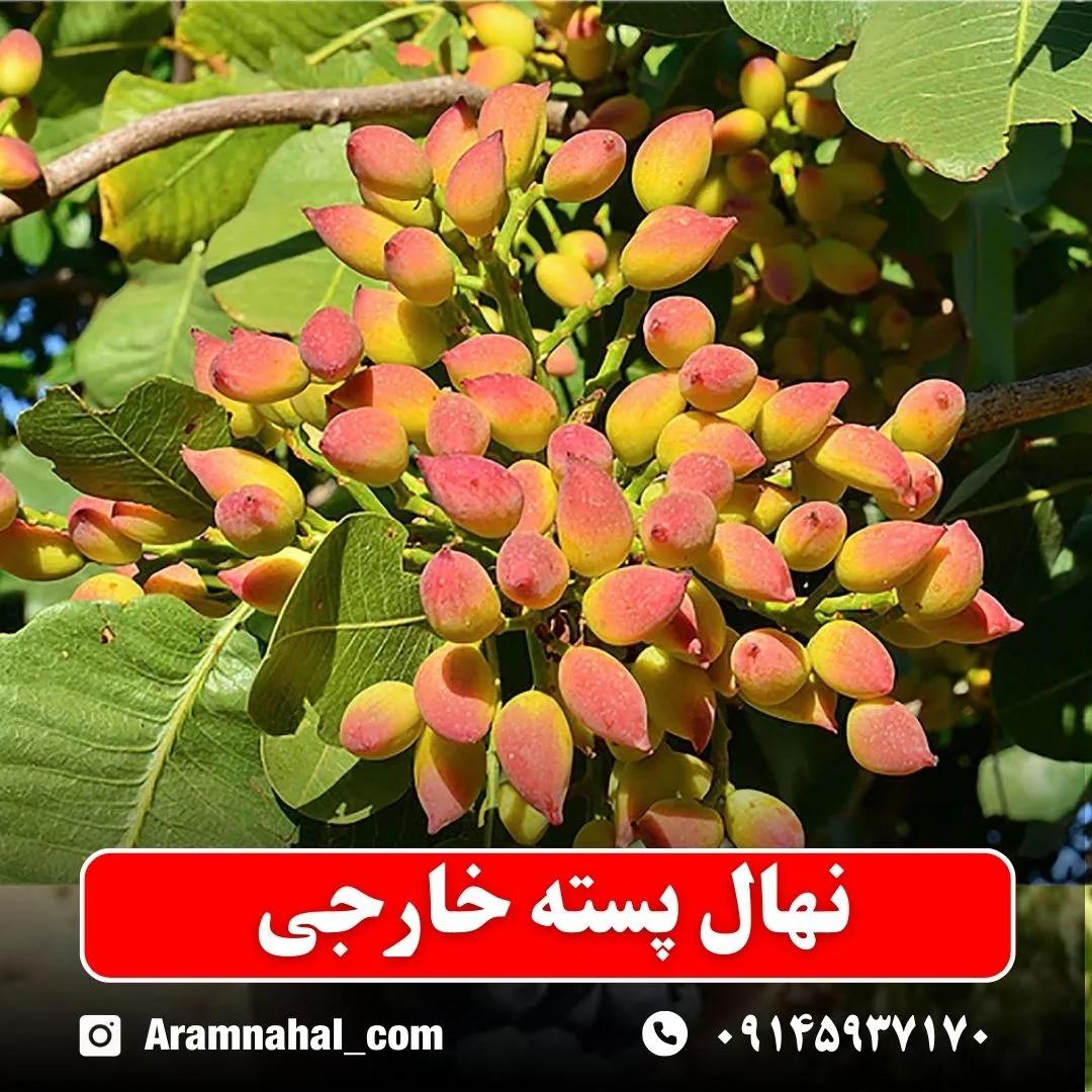 نهال پسته خارجی