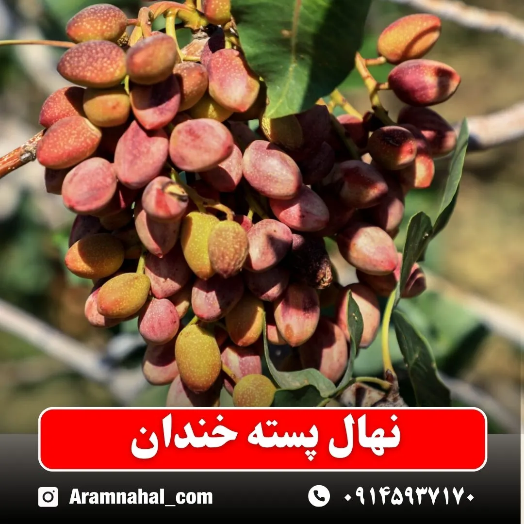 نهال پسته خندان