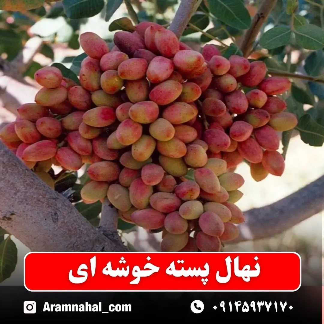 نهال پسته خوشه ای