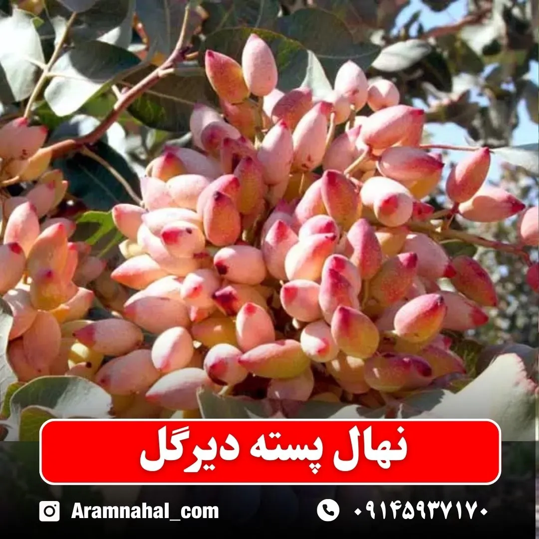 نهال پسته دیرگل