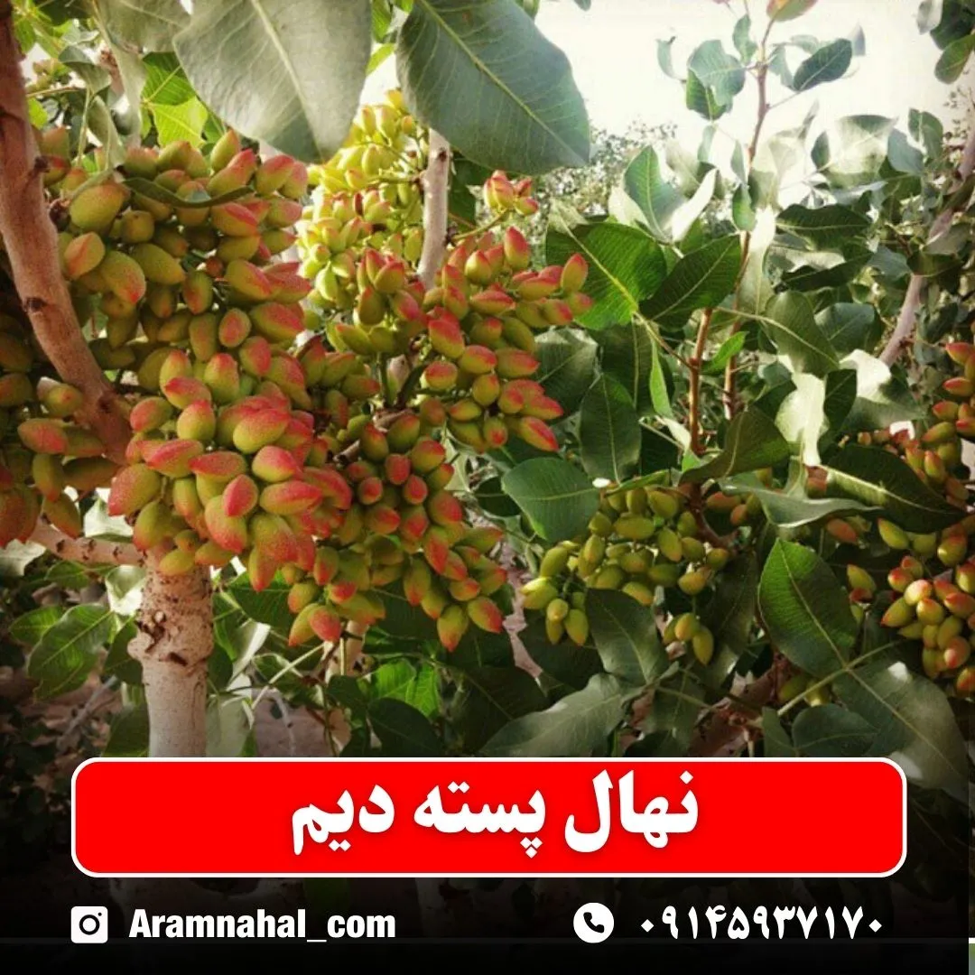 نهال پسته دیم