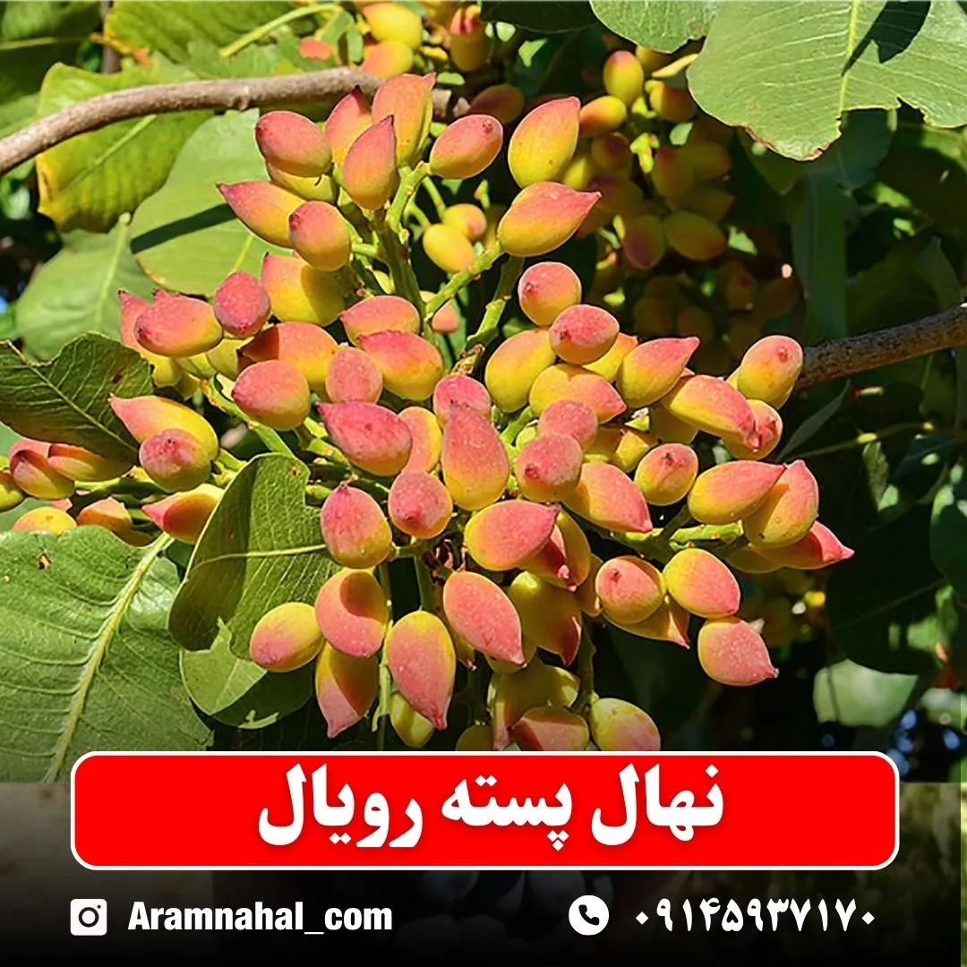 نهال پسته رویال