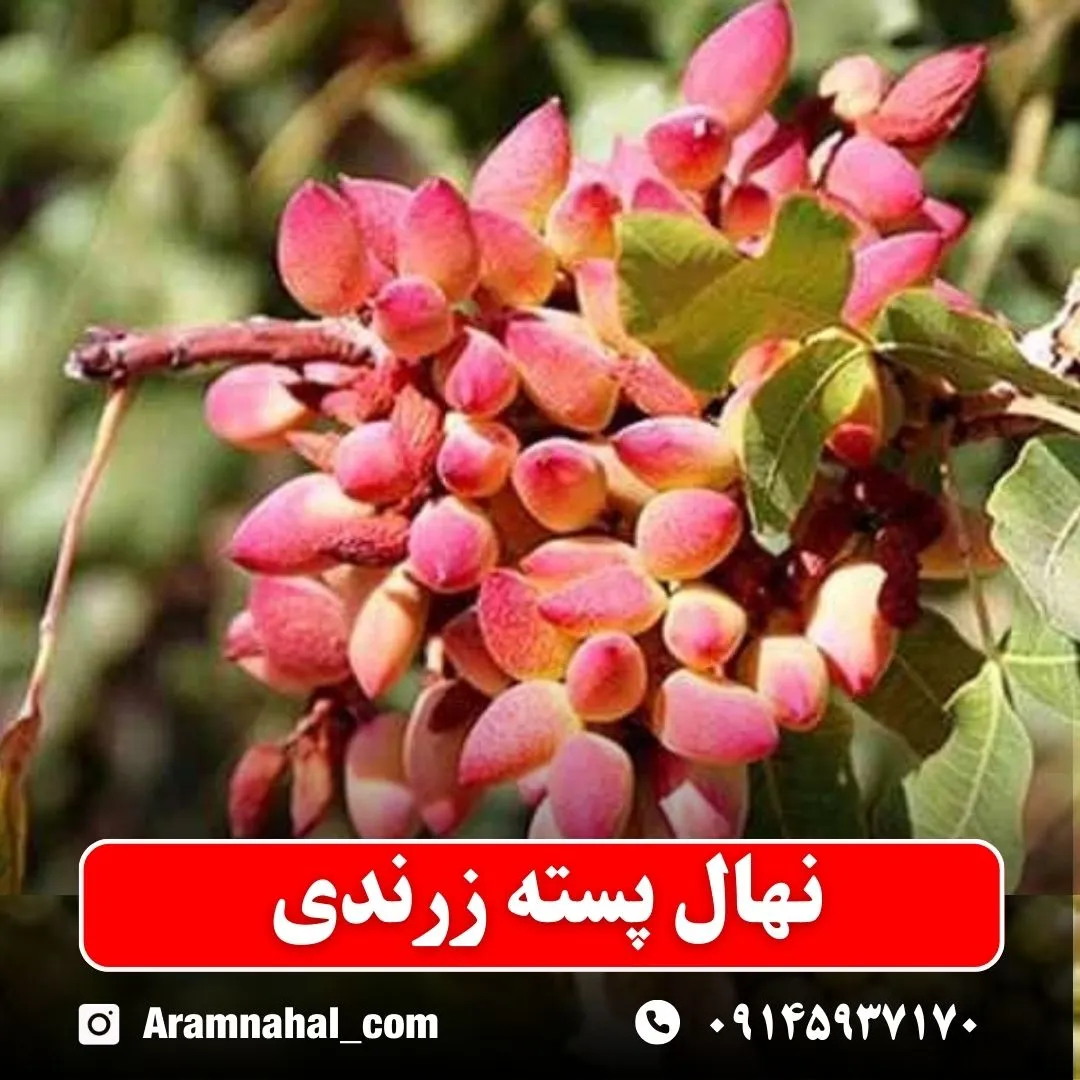 نهال پسته زرندی