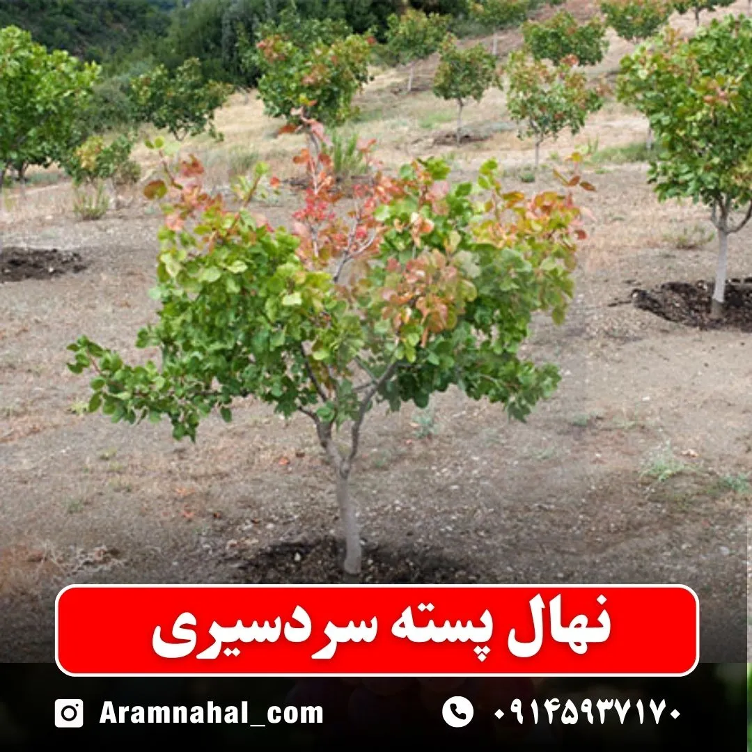 نهال پسته سردسیری