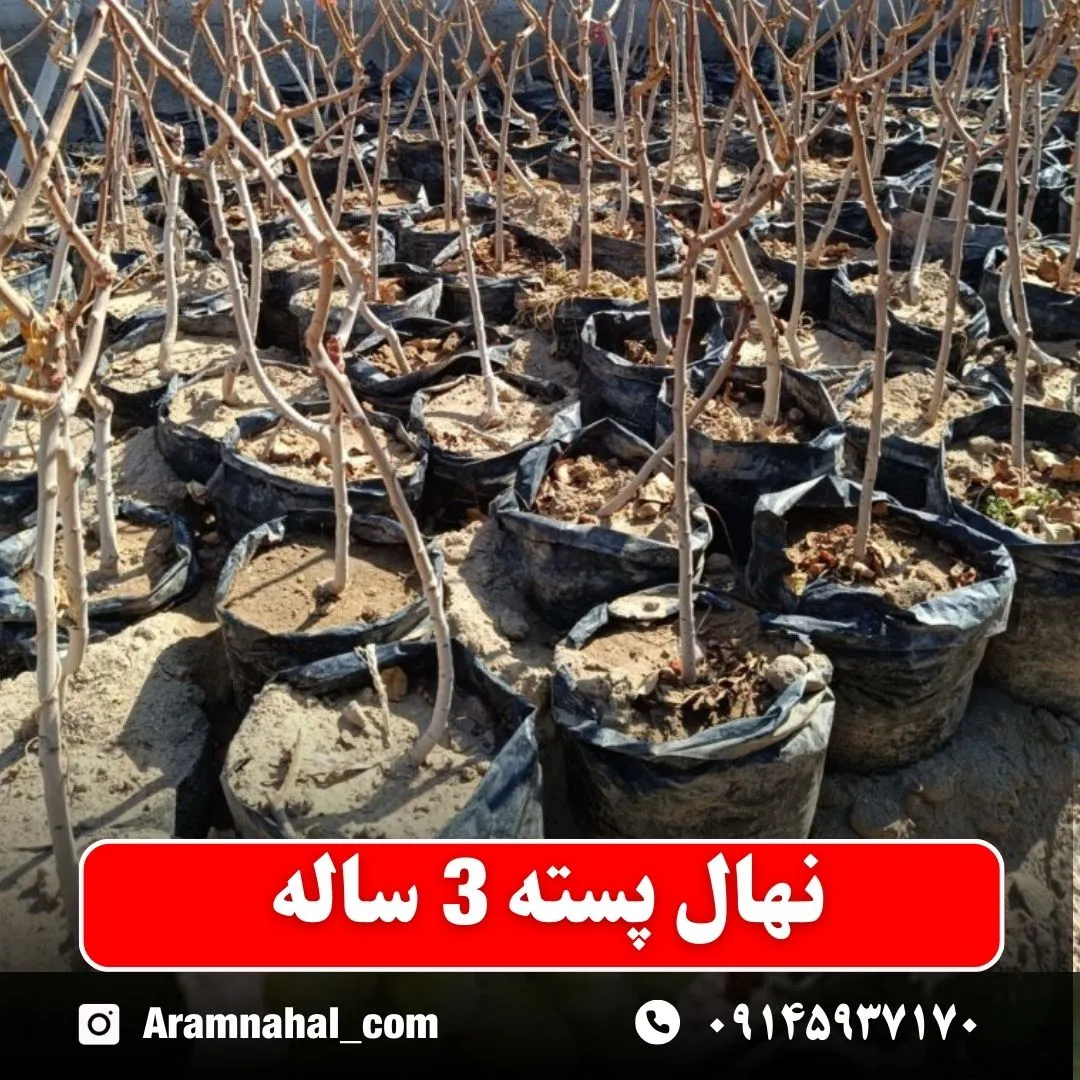 نهال پسته سه ساله