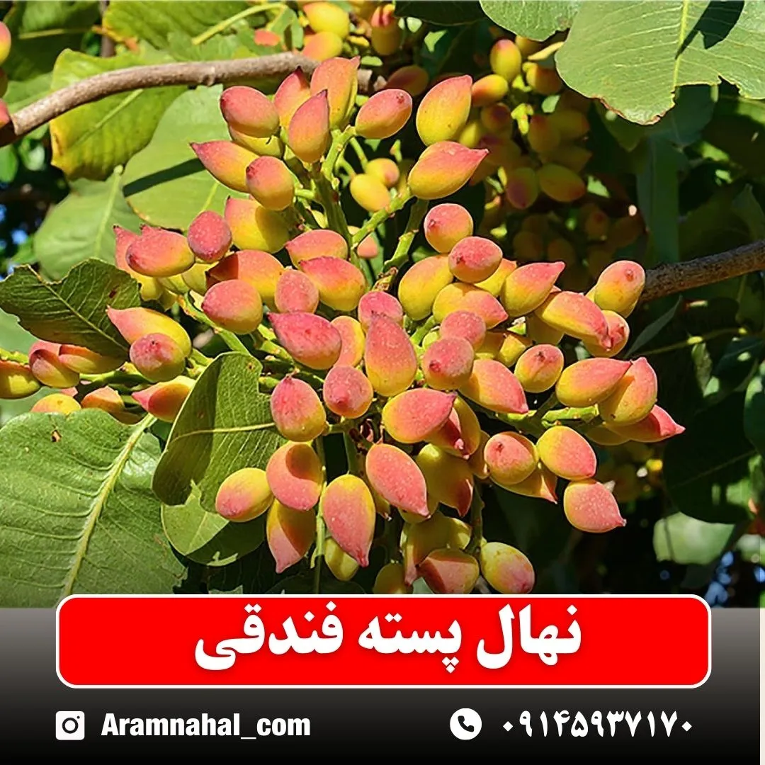 نهال پسته فندقی