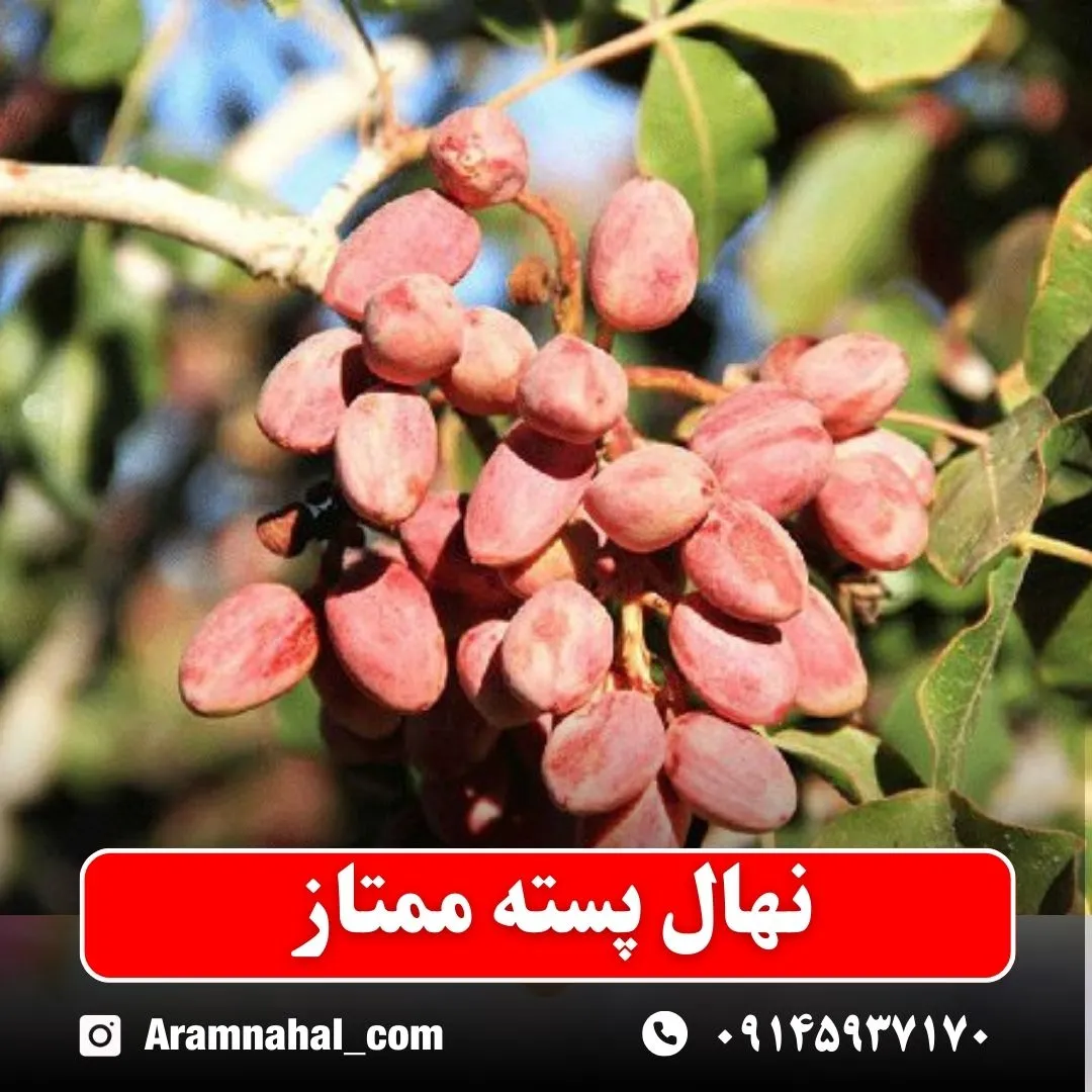 نهال پسته ممتاز