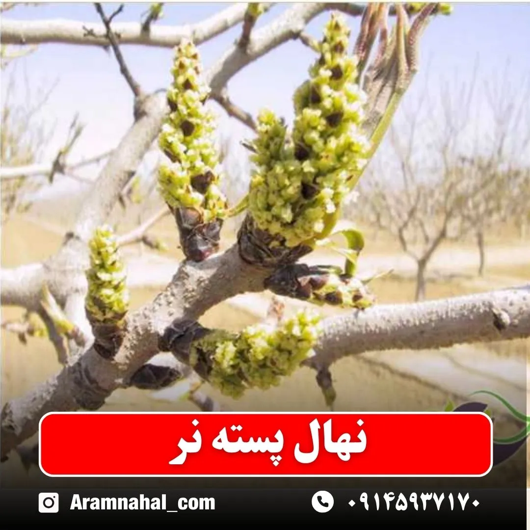 نهال پسته نر