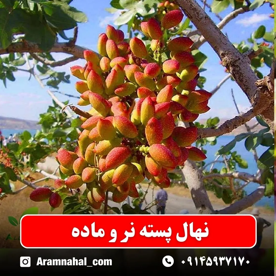 نهال پسته نر و ماده