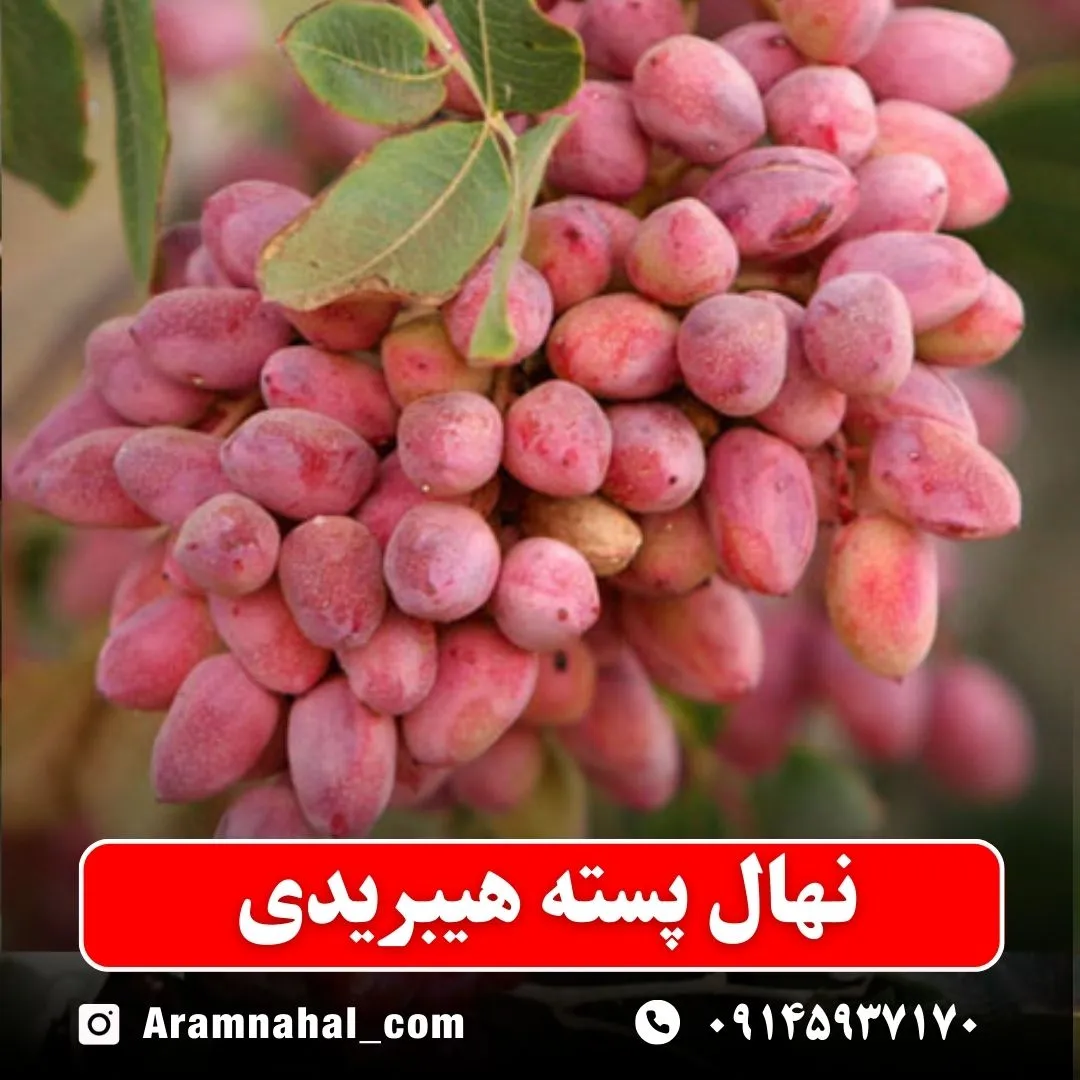 نهال پسته هیبریدی