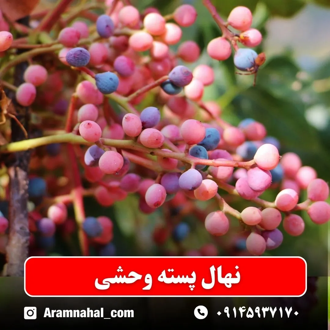 نهال پسته وحشی