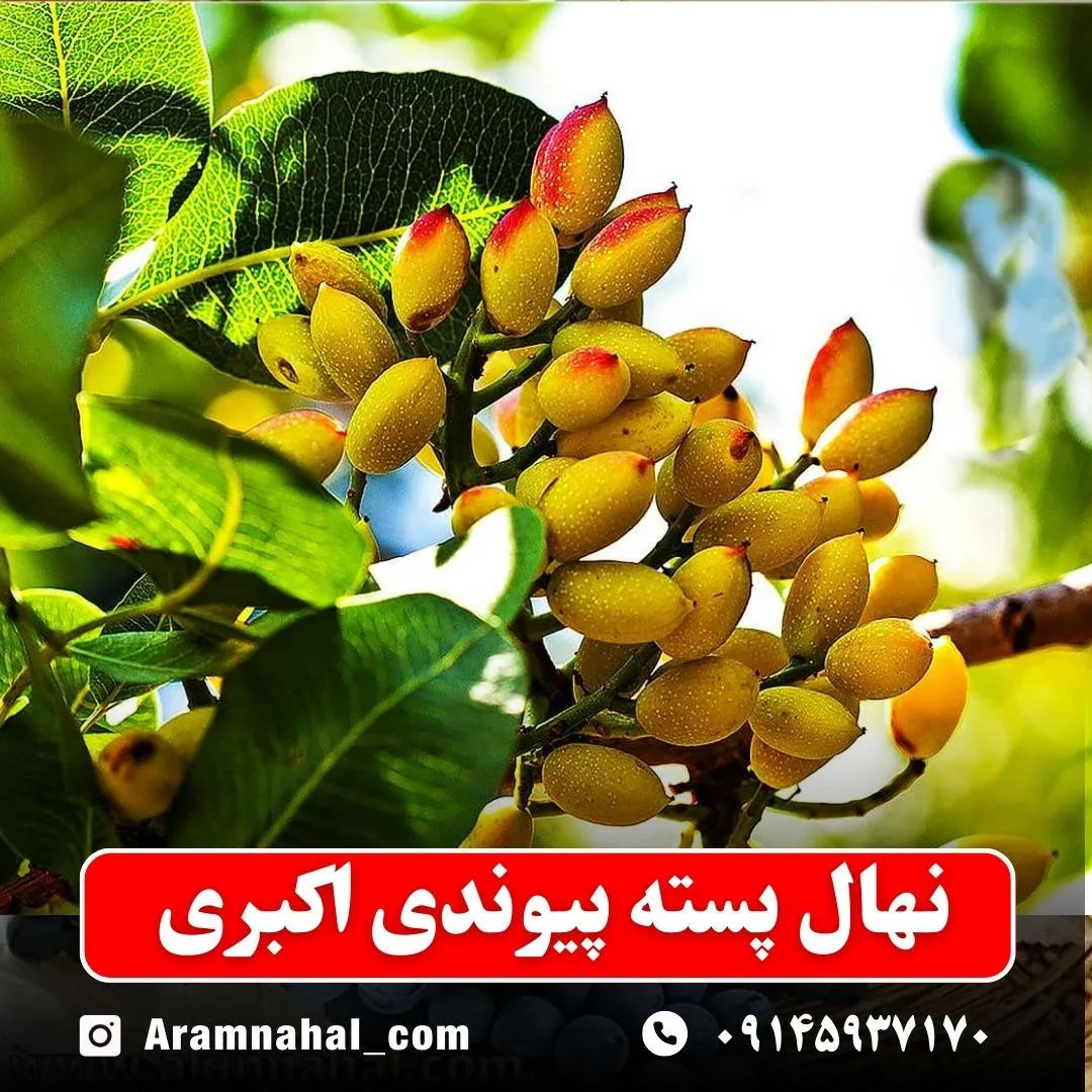 نهال پسته پیوندی اکبری