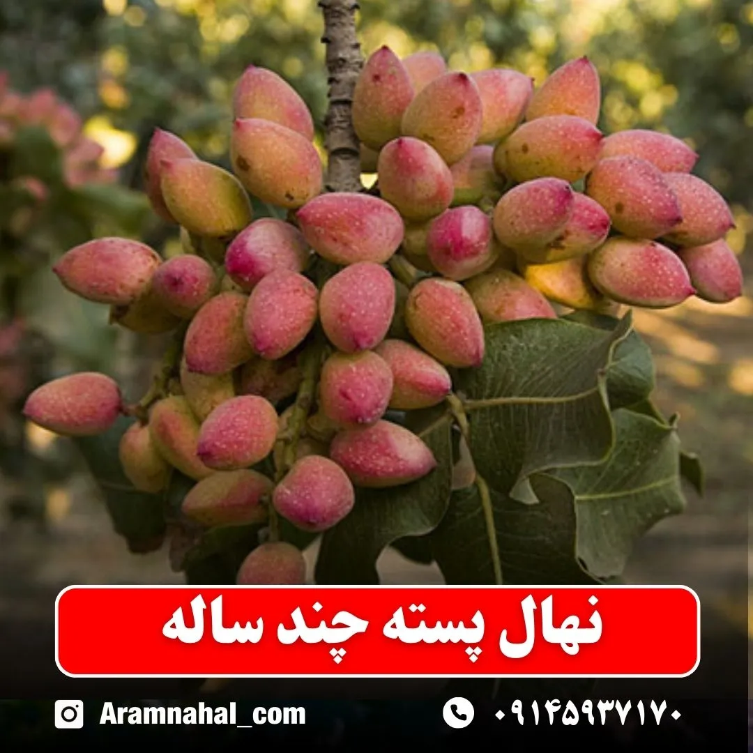 نهال پسته چند ساله