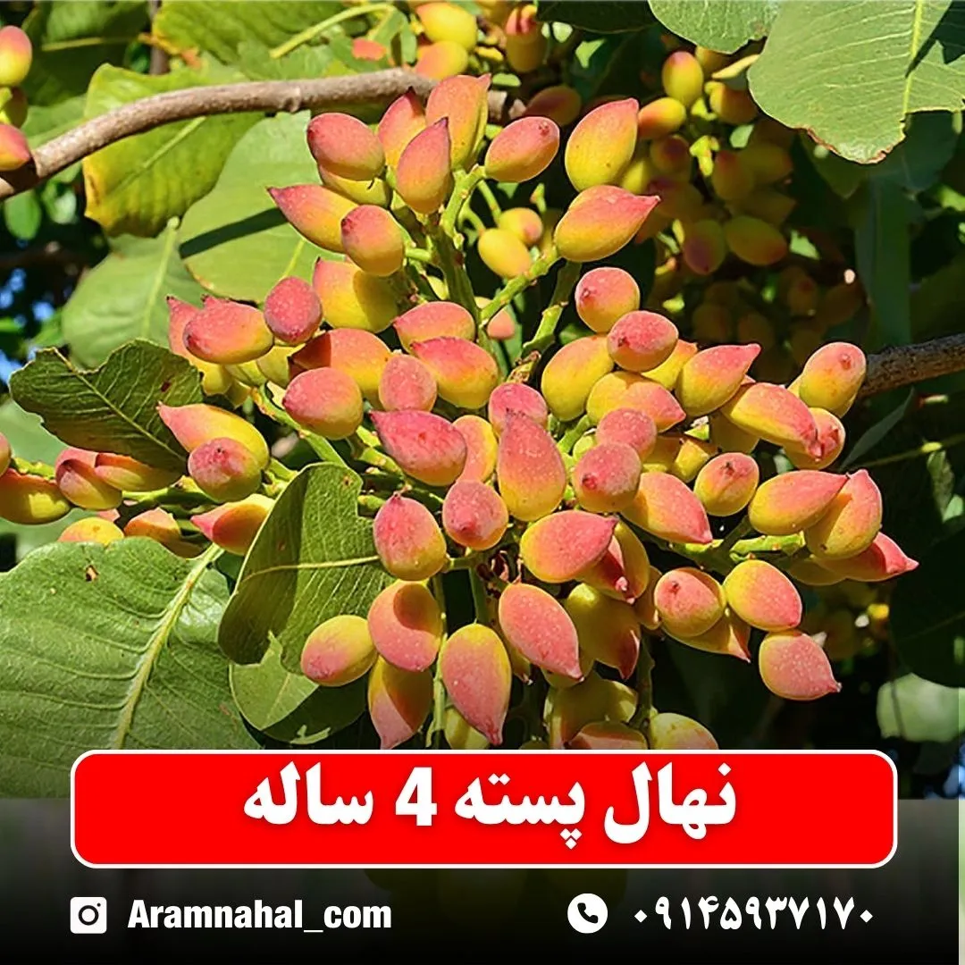 نهال پسته چهار ساله
