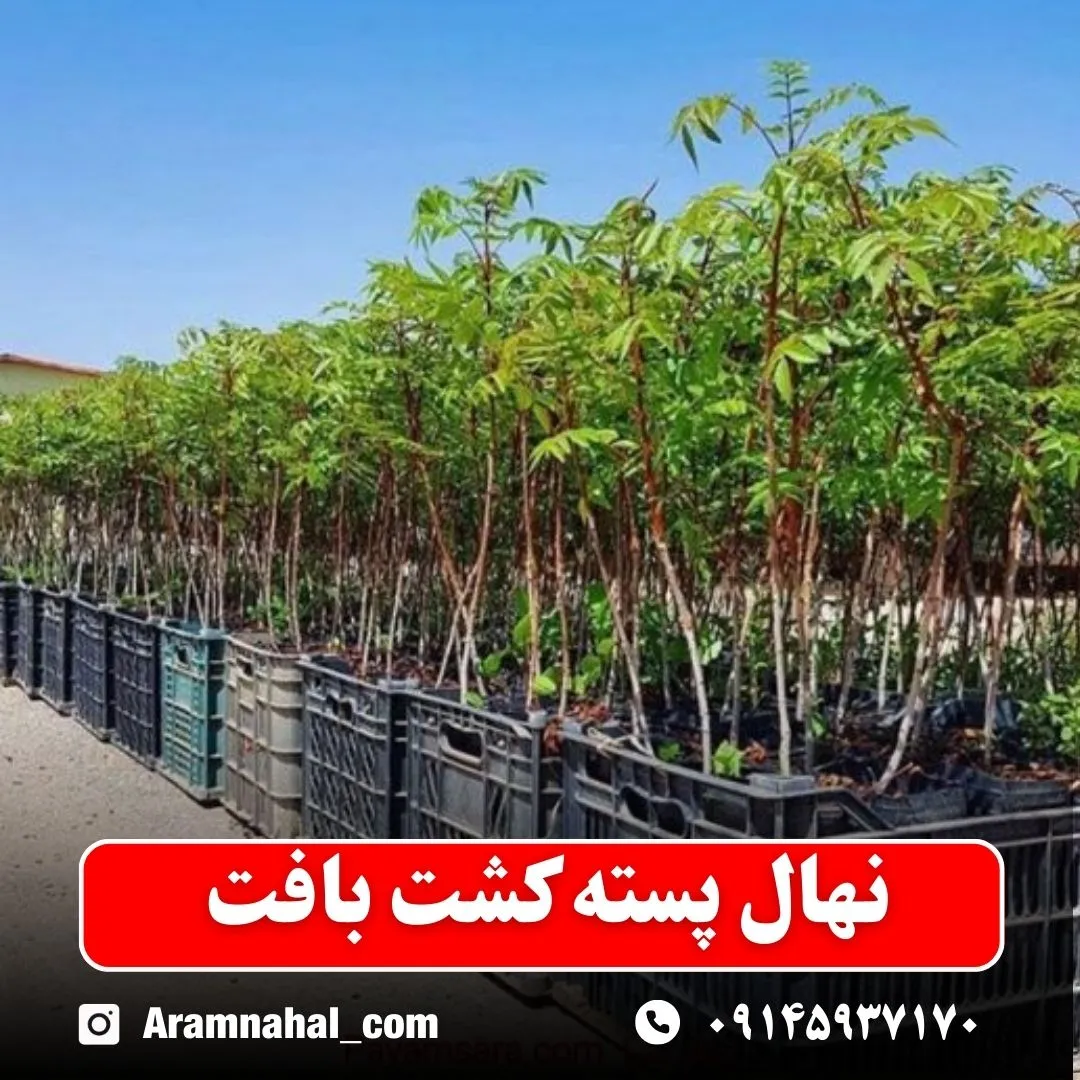 نهال پسته کشت بافت