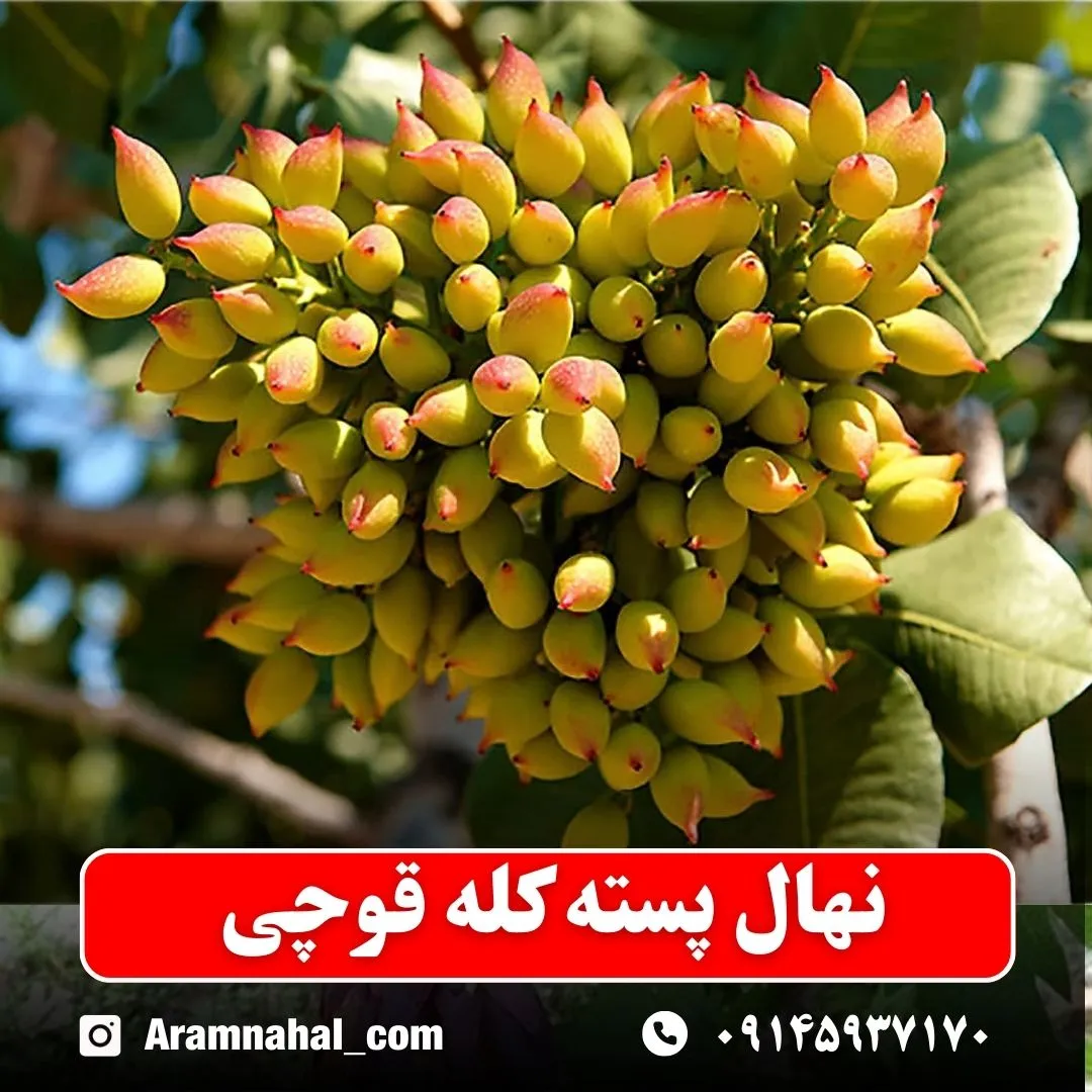 نهال پسته کله قوچی