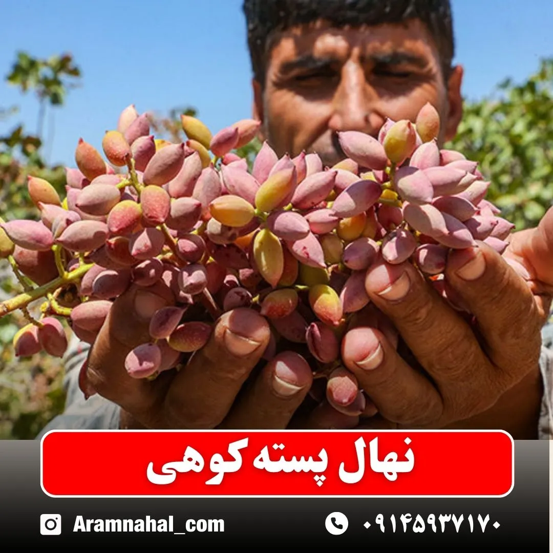 نهال پسته کوهی