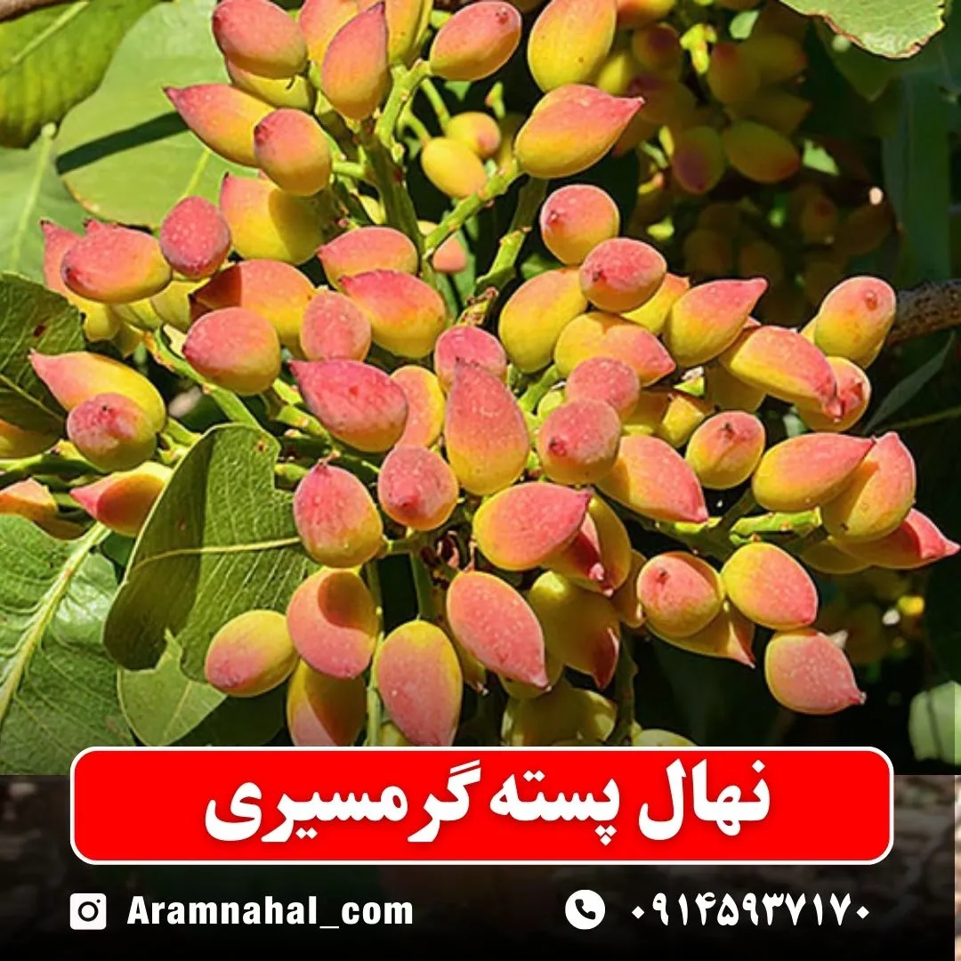 نهال پسته گرمسیری