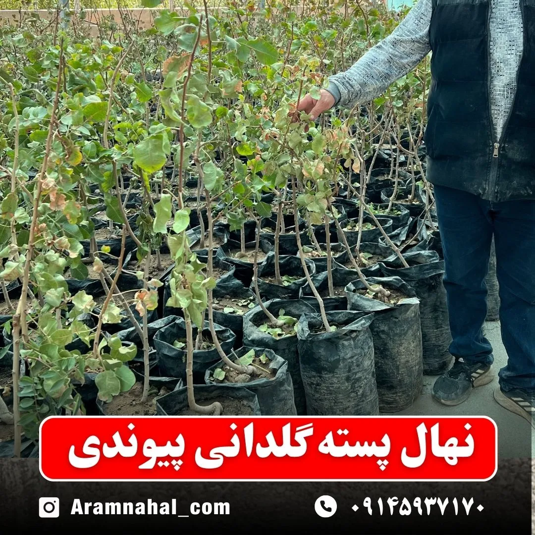 نهال پسته گلدانی پیوندی