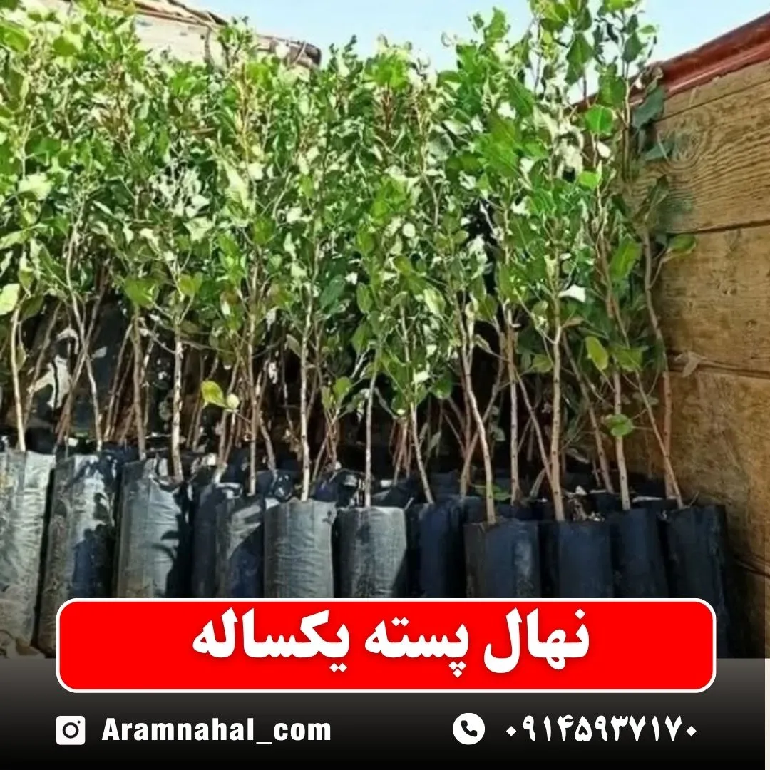 نهال پسته یکساله