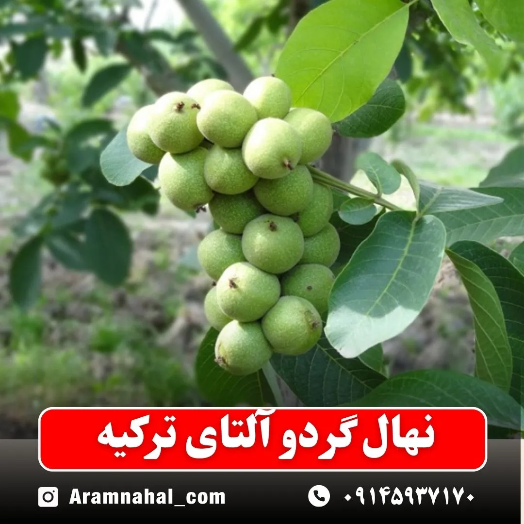 نهال گردو آلتای ترکیه