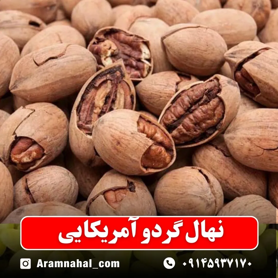 نهال گردو آمریکایی