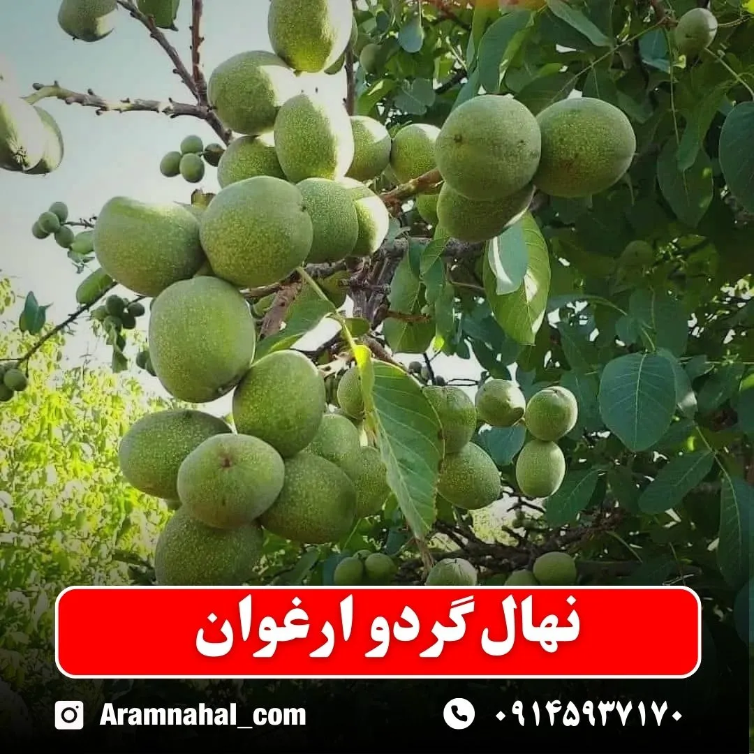 نهال گردو ارغوان
