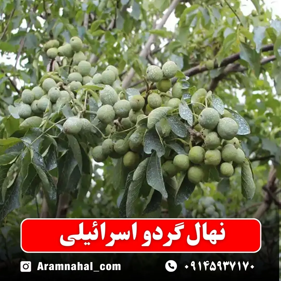 نهال گردو اسرائیلی