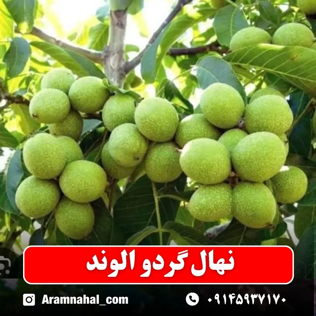 نهال گردو الوند