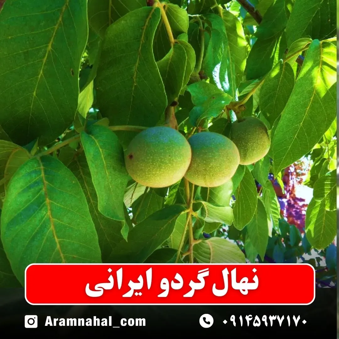 نهال گردو ایرانی
