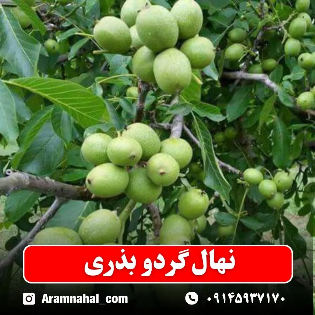 نهال گردو بذری