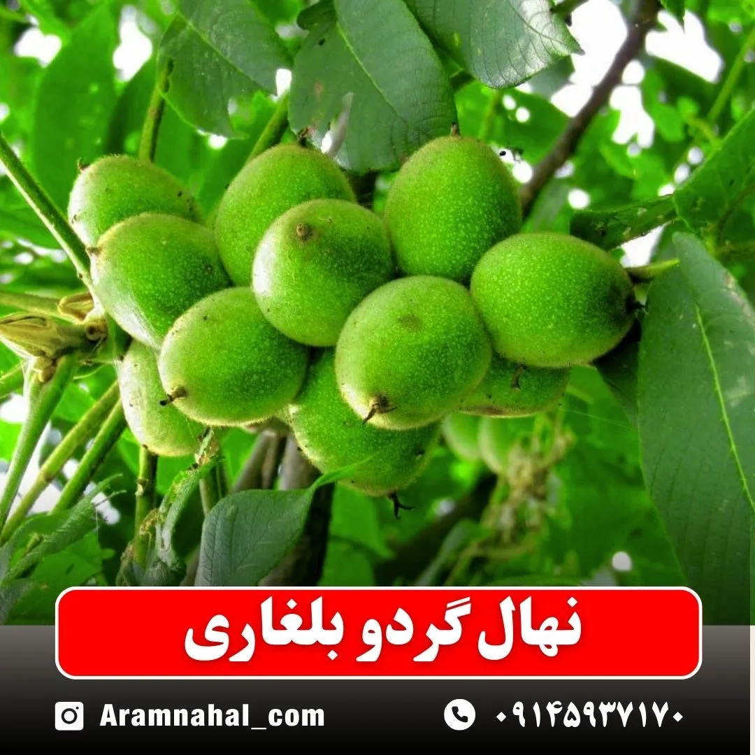 نهال گردو بلغاری