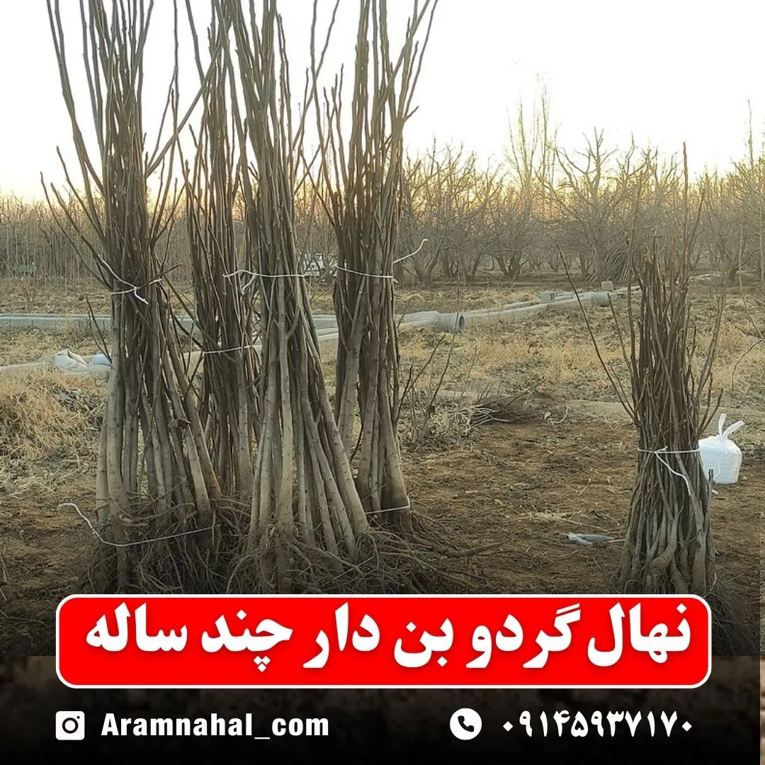 نهال گردو بن دار چند ساله