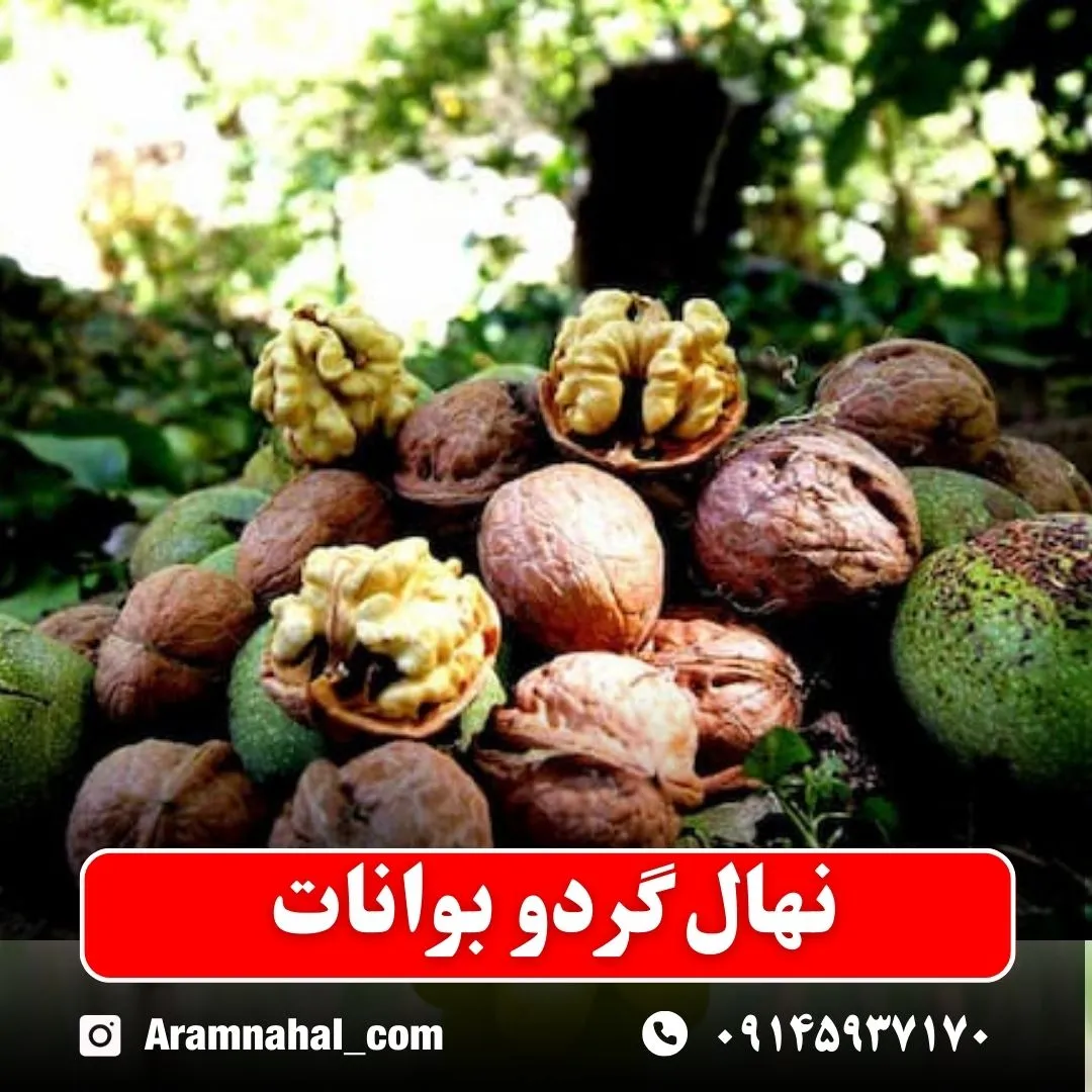 نهال گردو بوانات