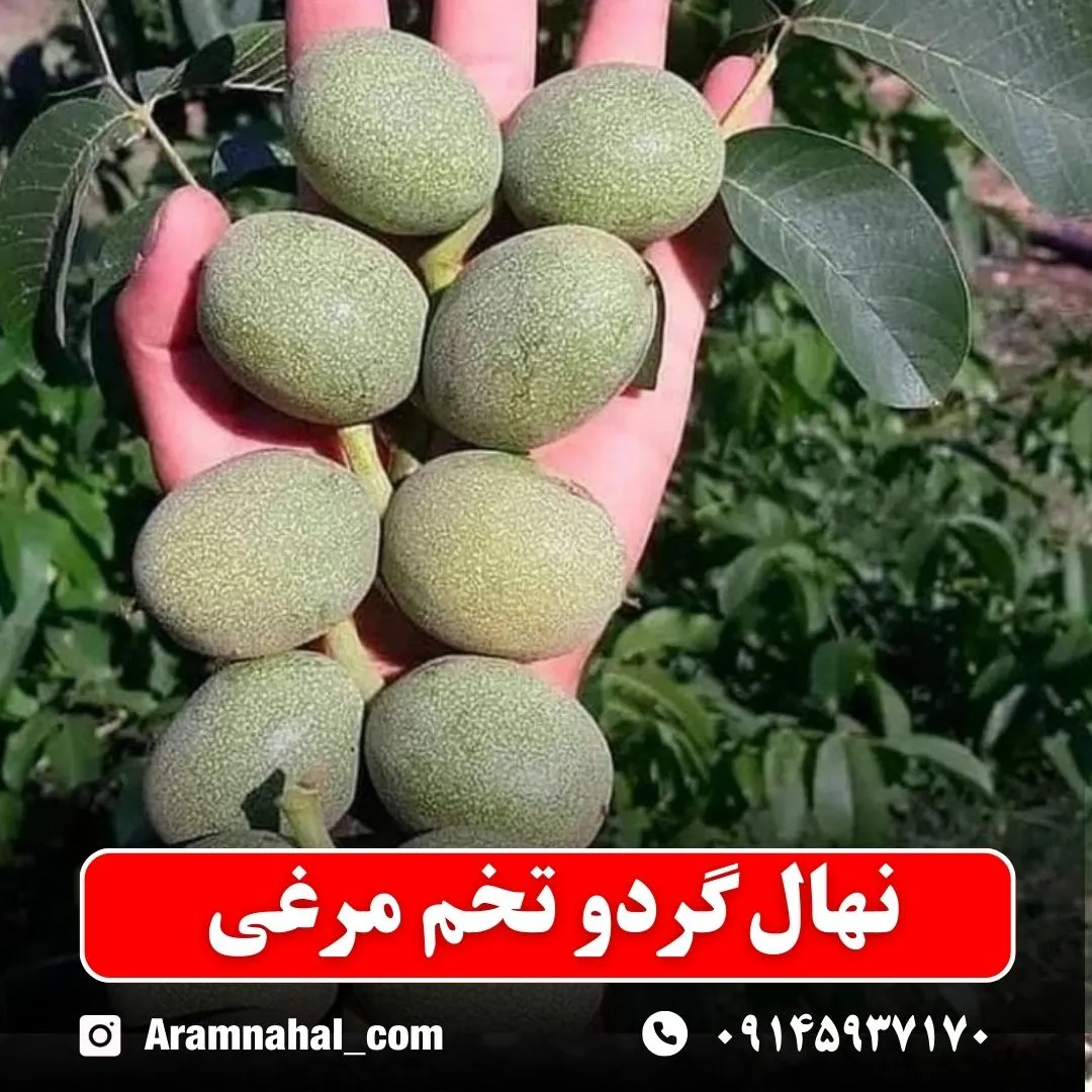 نهال گردو تخم مرغی