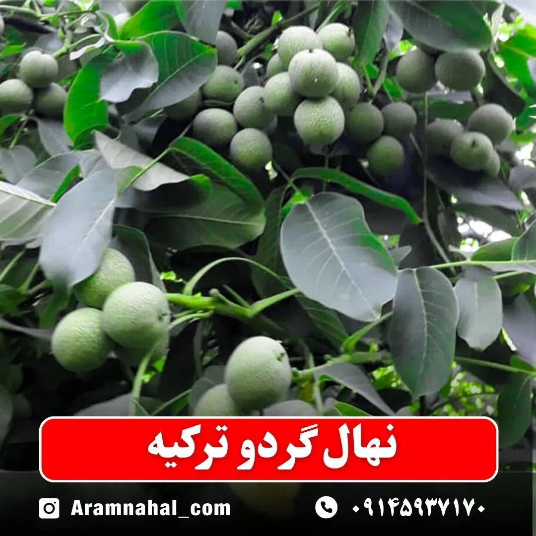 نهال گردو ترکیه