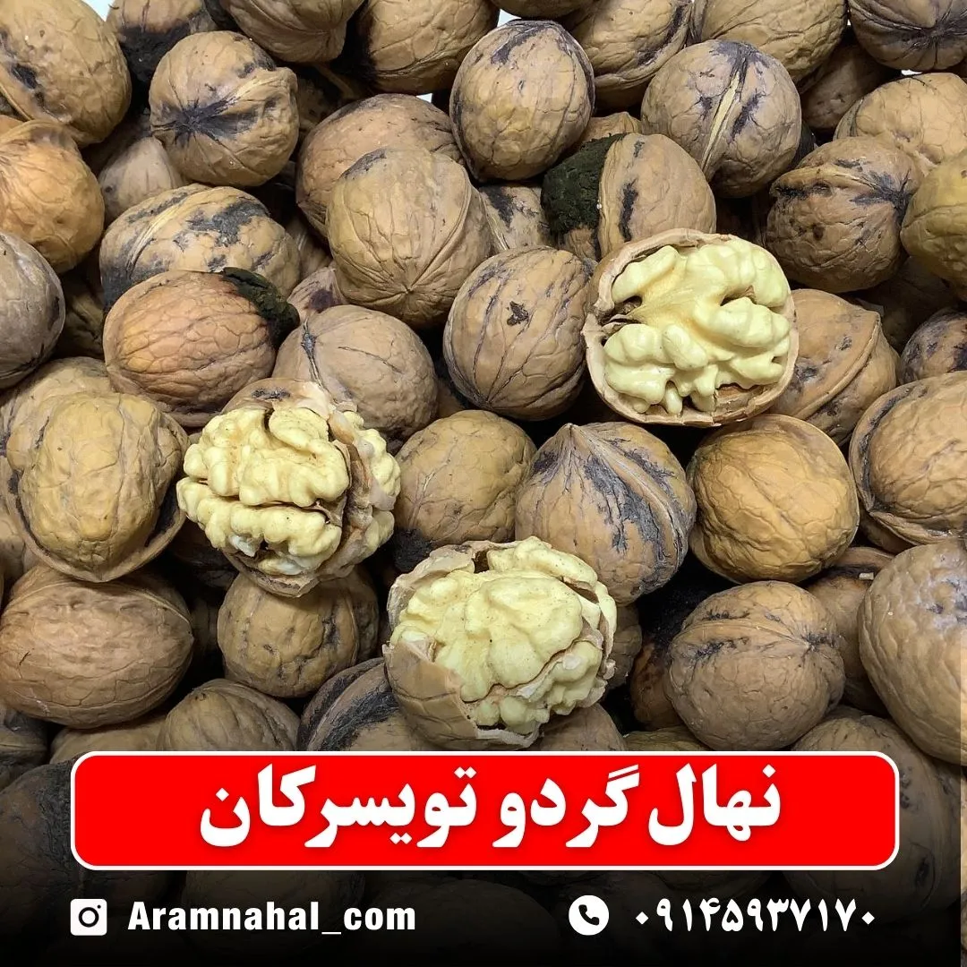 نهال گردو تویسرکان