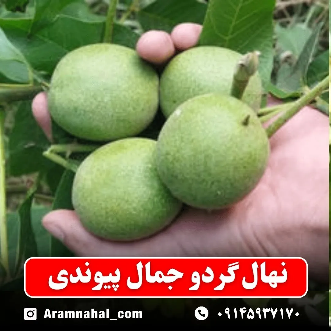 نهال گردو جمال پیوندی