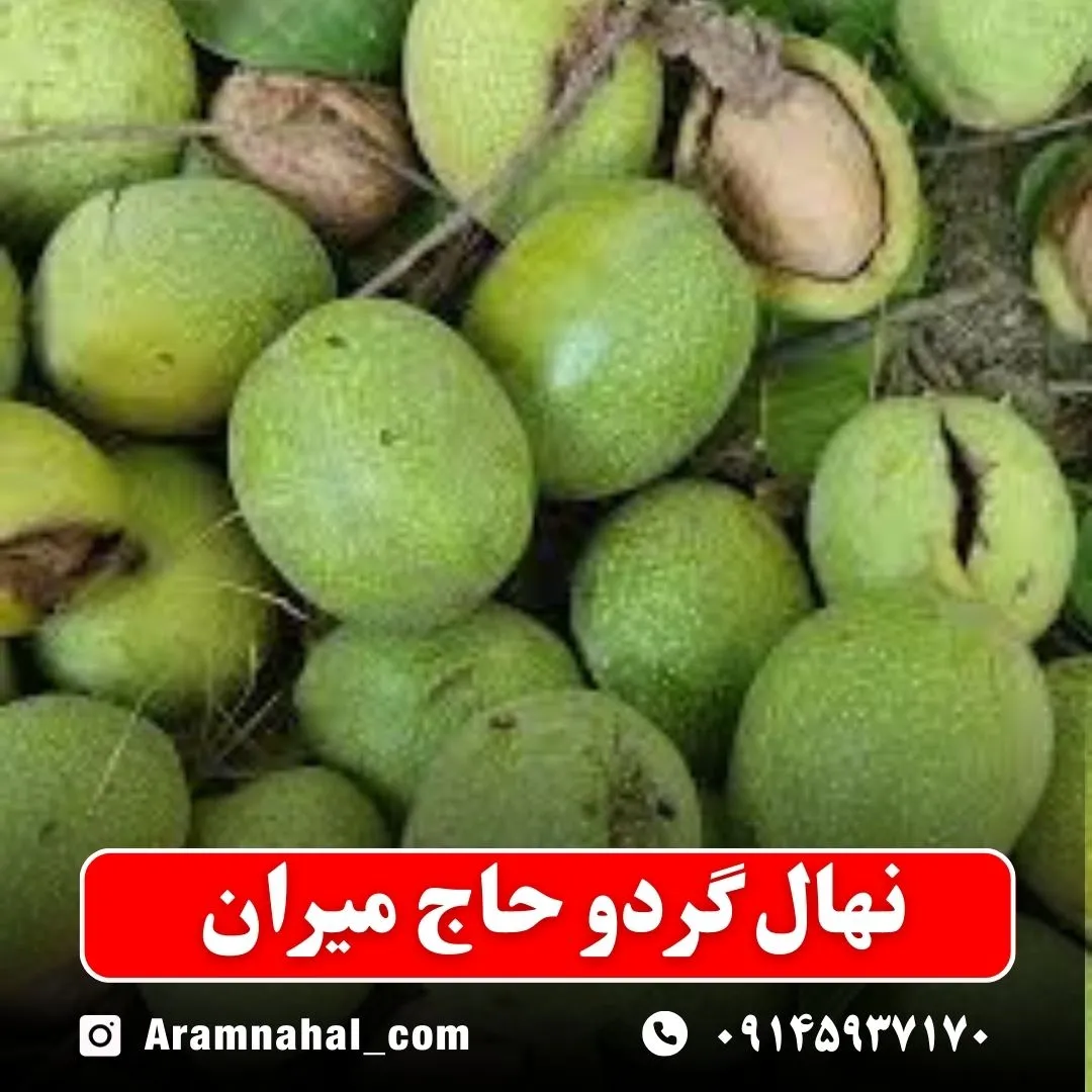 نهال گردو حاج میران