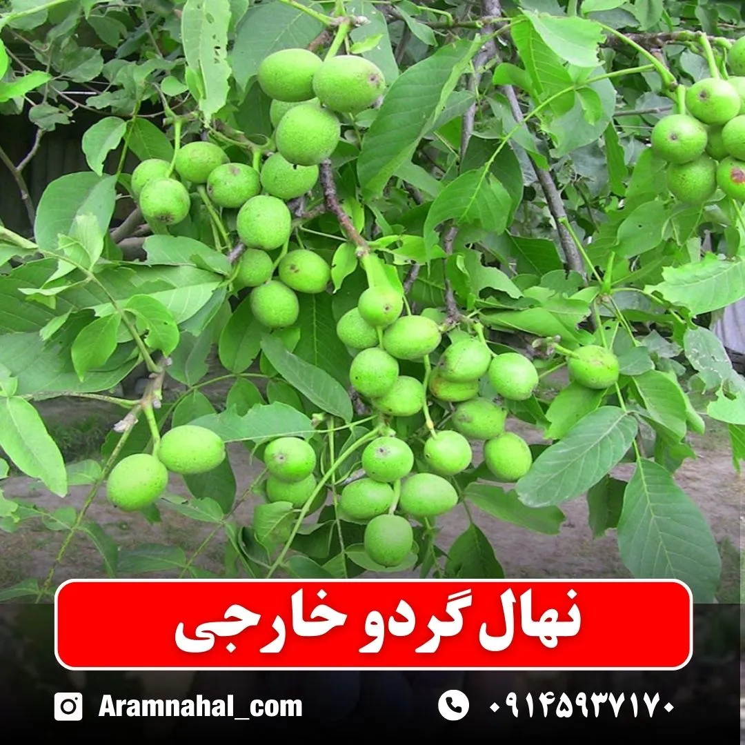 نهال گردو خارجی